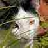 pandakitty