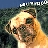 pugdogfilm