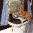 kitcat