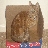 blubrrymffin