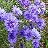 bluecornflower