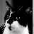 Smodgecat