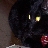 boocat