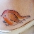 alittlebirdie