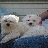 LittleCakes