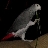 knitbird