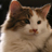 Rebik