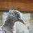 Birdlady