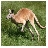 kangarueg