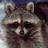raccoon