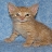mcltweety