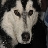 huskymom