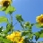 user2278