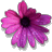 danaes