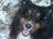 SHELTIEBLESSED