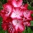 tjohnson0806