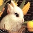 CraftyRabbit