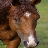 SOSHorses