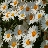 daisylover