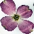 flowerimpressions