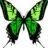lepapillonvert