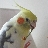 posyandplum