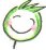 gooseberry