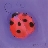 purpleladybug