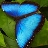 flutterby3