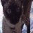 catnipitis