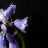 BlueBelle