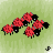 rredsheep
