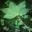 greenleaf