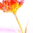 cherryrabbit