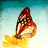 butterflykisses
