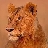 SummerLion