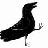 DancingCrow