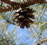 fromthepines