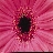 ElectricDaisy