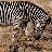 zebra3175