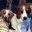 beaglemom