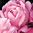 tickledpink