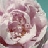 peonypath