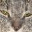 TeraBACat